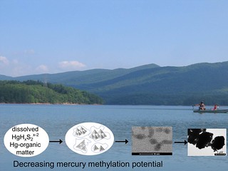 Decreasing mercury methylation potential