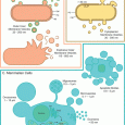 Vesicle Mediated Communication Figure 2